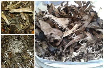 trompette de la mort